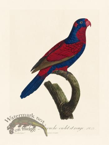 Barraband Parrot 053